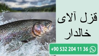 قزل آلای خالدار